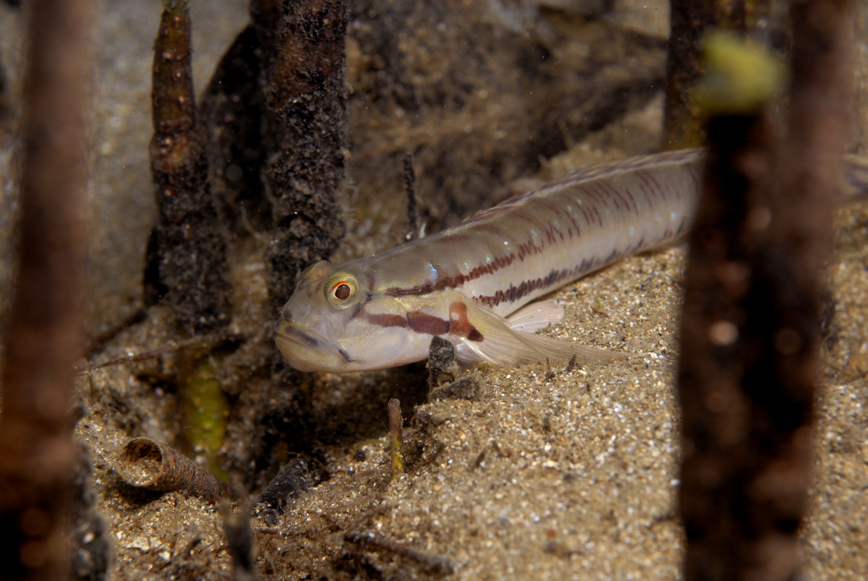 _JFG5363 – crispin, nz, new, zealand, new zealand, aug16_cm, Australian, bridled, goby, Arenigobius, bifrenatus, introduced, pest,